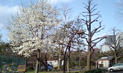 d0054704_512379.jpg