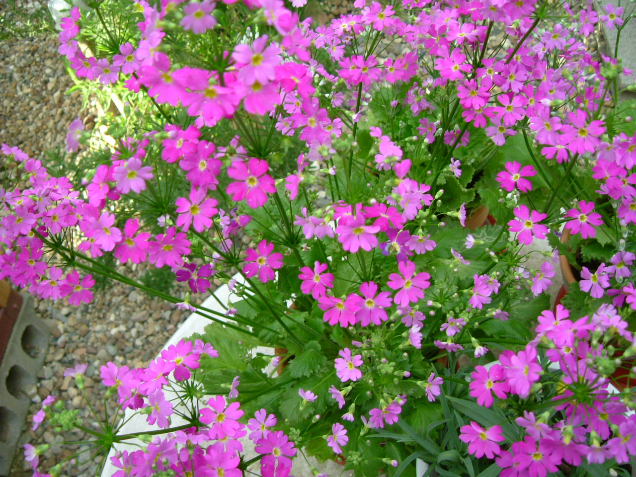 b0147710_161541100.jpg