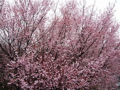 a0111621_1115181.jpg