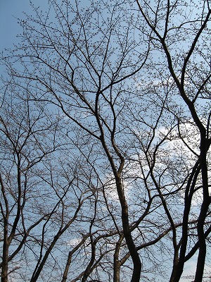 a0111621_12351778.jpg
