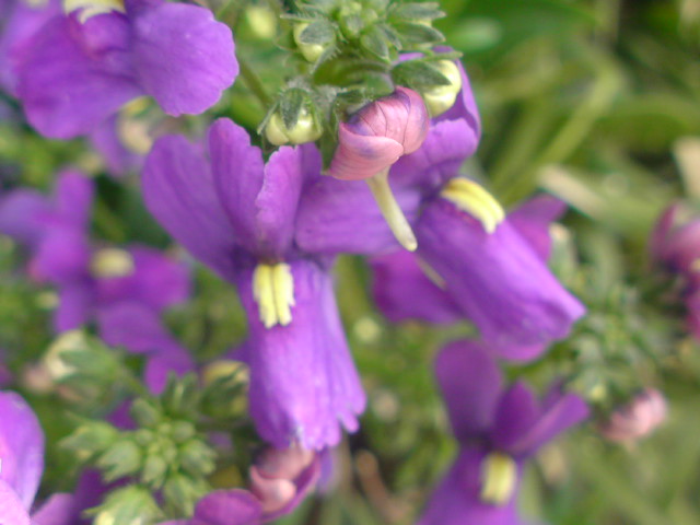 e0016828_9303916.jpg