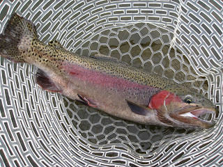 f0065341_1112141.jpg