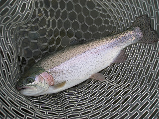 f0065341_11164516.jpg