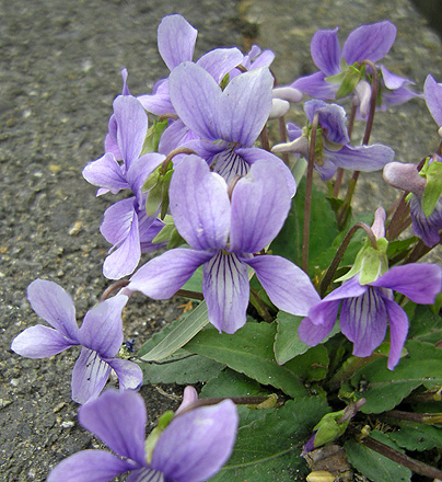a0001354_19382528.jpg