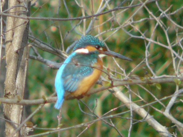 e0145782_958271.jpg