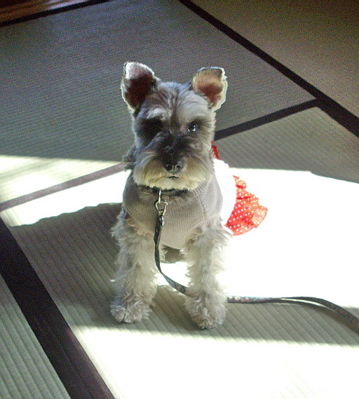 c0138198_12171895.jpg