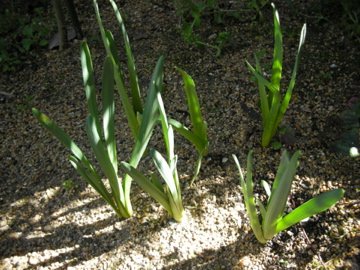 c0145209_17265159.jpg