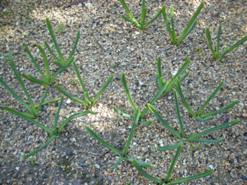 c0145209_1727196.jpg