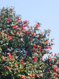 e0097615_13233310.jpg