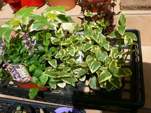 f0061334_2122248.jpg