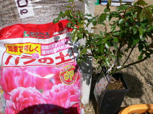 f0061334_21225241.jpg