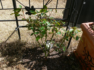 f0061334_21225935.jpg