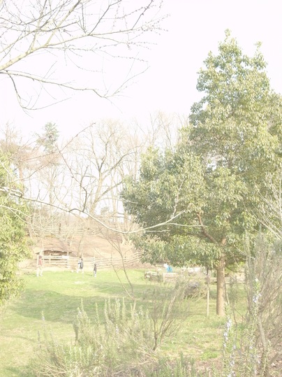 e0147641_1101615.jpg
