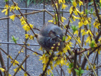 c0086746_211297.jpg