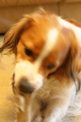 d0013149_072560.gif