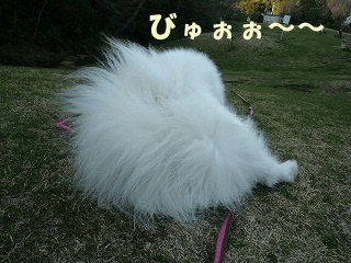 e0176159_12261881.gif
