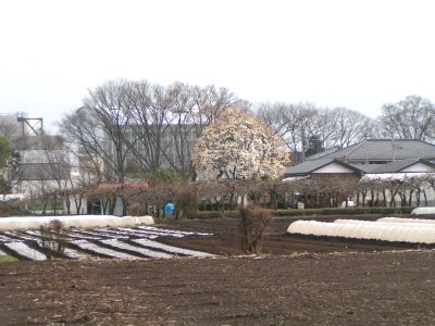 c0112172_2345413.jpg