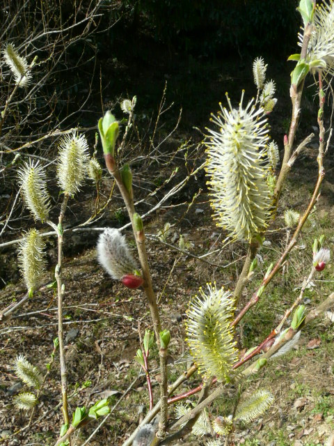 e0145782_17433472.jpg