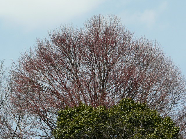 e0145782_17444512.jpg
