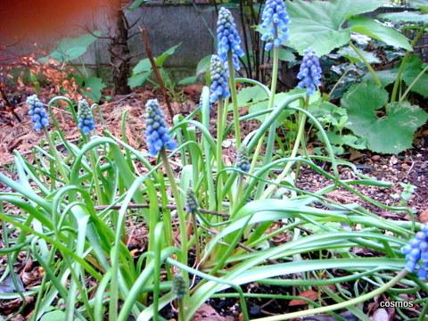 f0137694_2421337.jpg