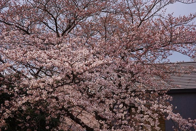c0125596_2253516.jpg