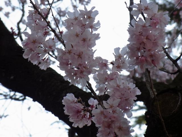a0091907_1539787.jpg
