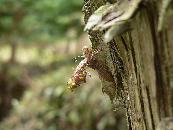 e0002314_2181297.jpg