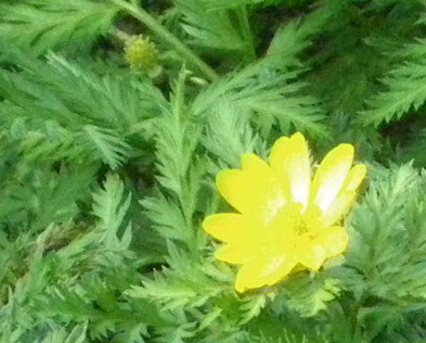 e0069647_11144474.jpg