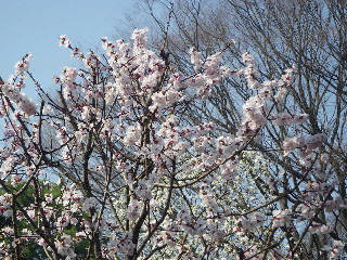 e0069647_11151181.jpg