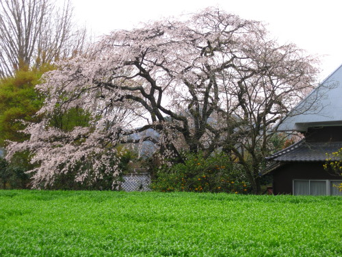 c0179351_2243522.jpg