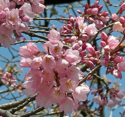 a0001354_21183151.jpg