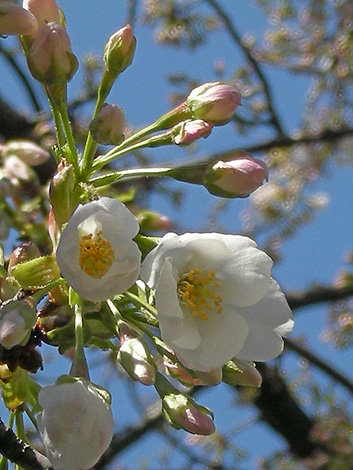 a0001354_21185349.jpg