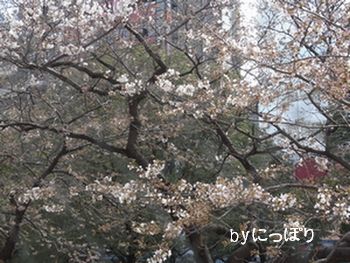 c0198485_1335953.jpg