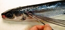 b0068687_20263227.jpg