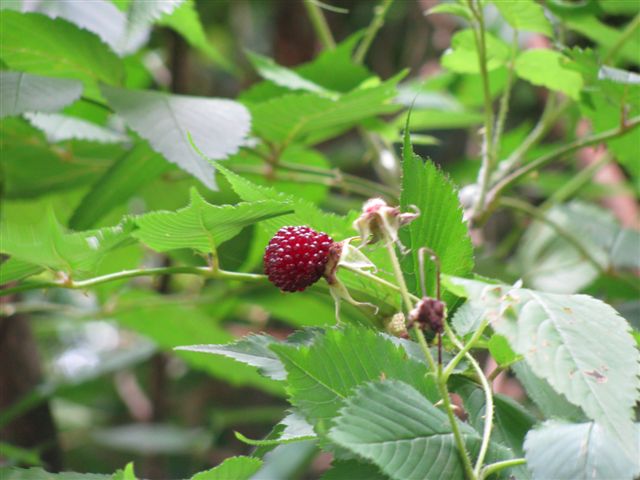 c0064389_1341894.jpg