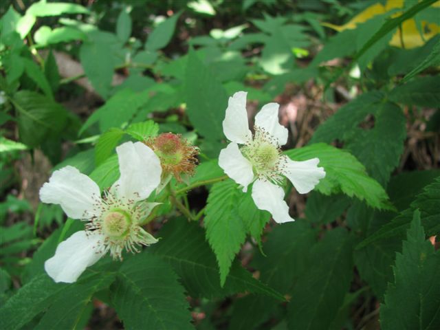 c0064389_134680.jpg