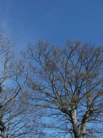 c0129702_1150524.gif