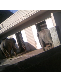f0009509_1553482.jpg