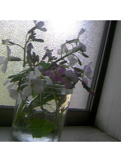 f0009509_1572182.jpg