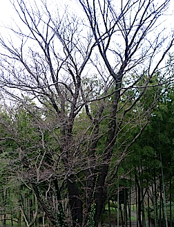 e0157816_8593894.jpg