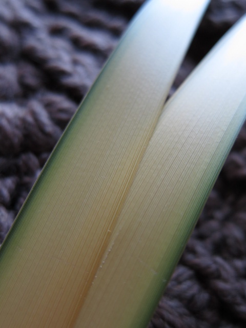 c0120817_14455463.jpg