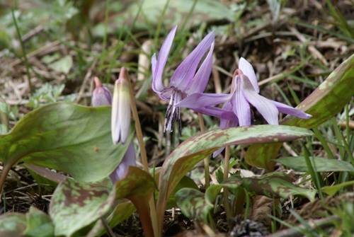 c0042418_9514983.jpg