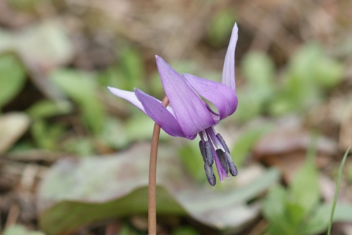 c0042418_9525852.jpg