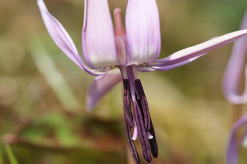 c0042418_954943.jpg