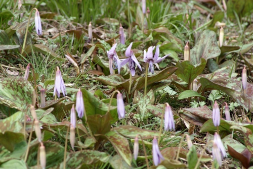c0042418_955755.jpg