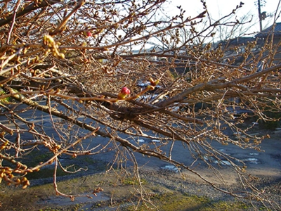 d0144618_2049197.jpg
