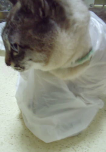 f0009031_153781.jpg