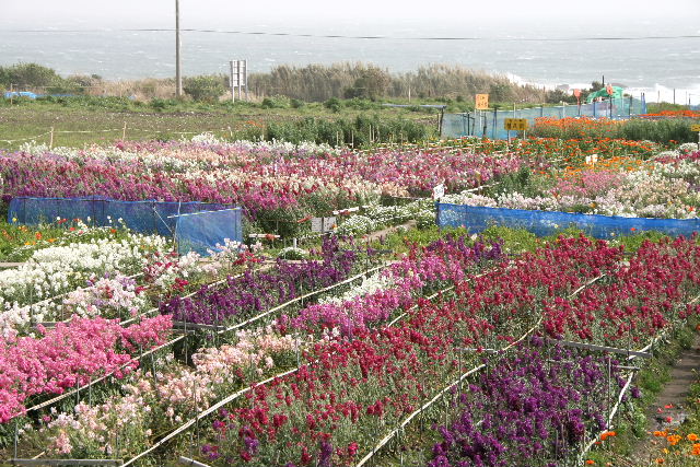 e0064133_034477.jpg