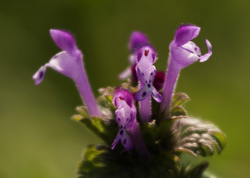 d0136836_2373451.jpg