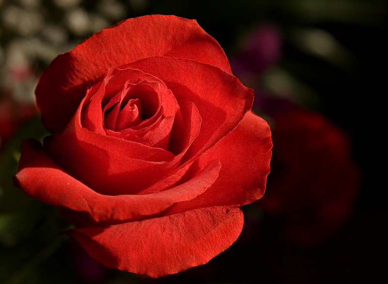 d0136836_237720.jpg